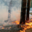 Пожежі навколо Сєвєродонецька ставлять під загрозу місцеву екосистему