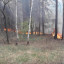 У Донецькій області через бойові дії зафіксовано 34 лісові пожежі