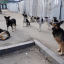 В окупованій Макіївці скаржаться на напади бродячих собак