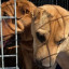 "UAnimals" продовжує евакуацію тварин на Донеччині: нові евакуаційні рейси