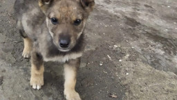 На Донеччині патрульні врятували цуценя яке заплуталося у сітці