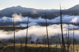 Зміна керівництва прифронтових лісгоспів на Донеччині та Харківщині за рішенням Держлісагентства