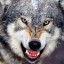 В н.п. Петровеньки волк утащил и съел 2-летнего ребенка