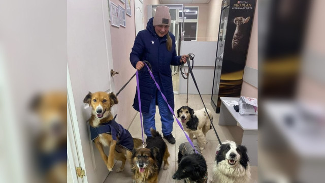 Зоозахисники евакуювали 27 тварин із зони бойових дій на Донбасі Зоозахисники евакуювали 27 тварин із зони бойових дій на Донбасі