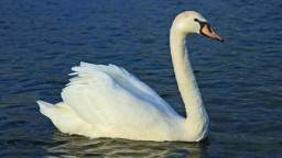 Врятовані лебеді з Донбасу знайшли притулок у Харківському госпіталі