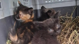 Волонтери евакуювали котів загиблого військового з прифронтового Добропілля