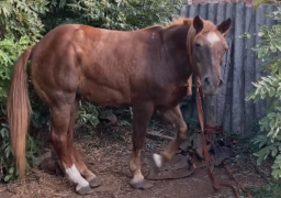 На Донеччині військові врятували &laquo;Голубку&raquo;