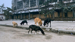 В окупованому Маріуполі тисячі безпритульних тварин лякають жителів