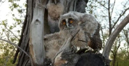 Електрики ДТЕК врятували життя маленького совеня