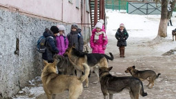 На окупованій Луганщині зграї безпритульних та голодних собак нападають на людей