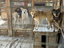 Мирноградський притулок для тварин потребує термінової допомоги в евакуації