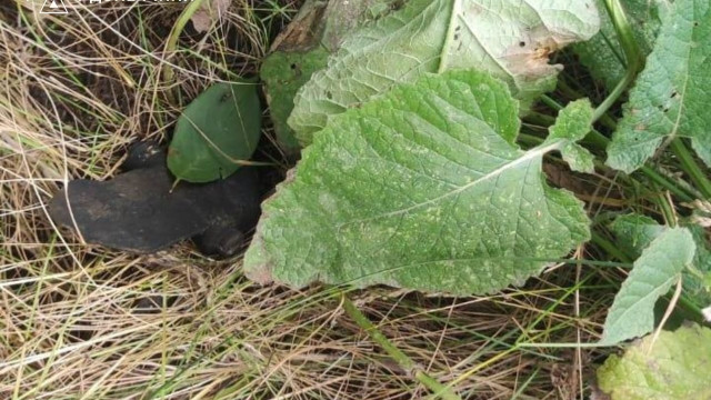 Який вигляд мають смертельно небезпечні знахідки на Донеччині: фото від ДСНС Який вигляд мають смертельно небезпечні знахідки на Донеччині: фото від ДСНС