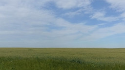 Окупанти засівають захоплені землі Луганщини та хизуються викраденим врожаєм