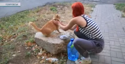 У Покровську переселенка з Донецька рятує покинутих тварин: деталі