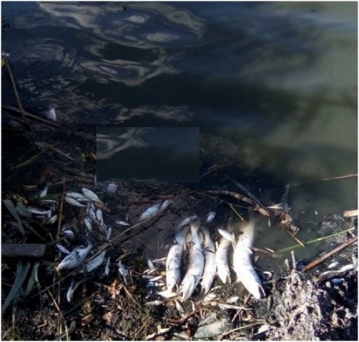 В водохранилище Луганское море резко упал уровень воды и начался массовый мор рыбы