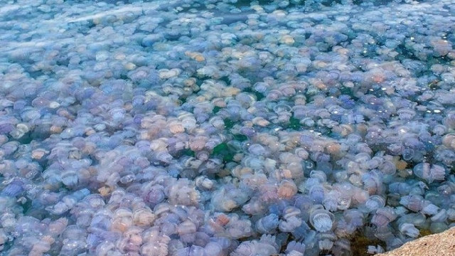 Нашестя медуз в Азовському морі: екосистема під загрозою через окупантів Нашестя медуз в Азовському морі: екосистема під загрозою через окупантів