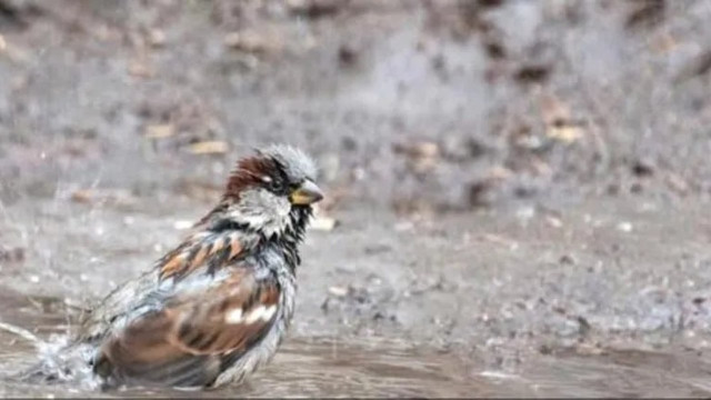 На Луганщині витратили бюджет на підрахунок горобців: нарахували 2,8 тис птахів