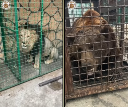 Зоозахисники врятували двох левів та ведмедя із розбомбленого зоопарку на Донеччині