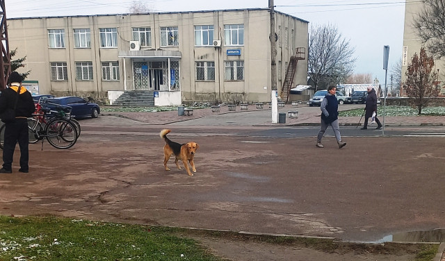 У тимчасово окупованому Сіверськодонецьку зростає кількість безпритульних тварин