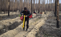 На Донеччині розгорівся скандал навколо висадки лісу біля Лиману
