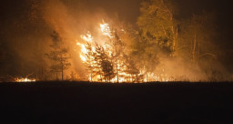 На Донеччині масштабна лісова пожежа охопила 800 гектарів біля Лиману: триває ліквідація