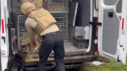 Волонтери врятували 16 тварин з прифронтового села на Донеччині