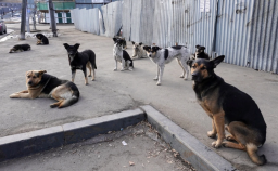 В окупованій Макіївці скаржаться на напади бродячих собак