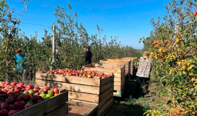 У тяжкий воєнний час ТОВ «САДИ Донбасу» продовжують працювати