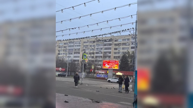 Масова загибель голубів у центрі Луганська: жителі підозрюють умисне отруєння Масова загибель голубів у центрі Луганська: жителі підозрюють умисне отруєння