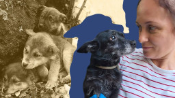 Волонтерка з Краматорська рятує понад 150 тварин у прифронтовому місті