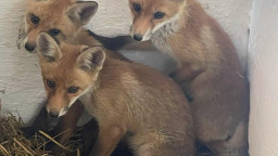 Волонтери евакуювали лисенят із зони бойових дій на Донеччині