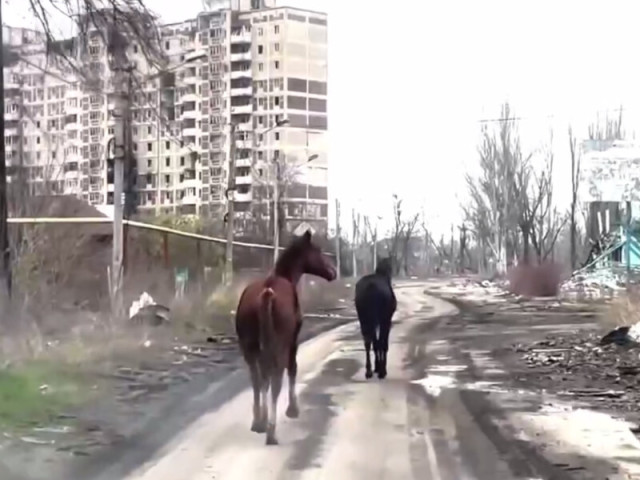 З Авдіївки вдало врятували двох коней, які раніше втекли з ферми