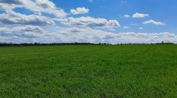 50 тис гектарів зернових постраждали на захопленій Луганщині від травневих заморозків