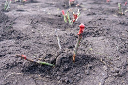 Краматорськ озеленюється: в центрі міста посаджено 500 саджанців білих троянд