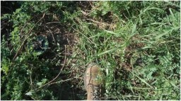 В Славяносербском районе лесник подорвался на мине