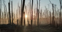 Природне середовище Луганщини зазнало збитків на 598,2 мільярда гривень через війну