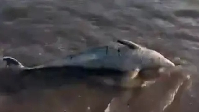 Біля Маріуполя фіксують нову хвилю загибелі морських тварин у Азовському морі