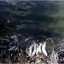 В водохранилище Луганское море резко упал уровень воды и начался массовый мор рыбы
