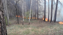 У Донецькій області через бойові дії зафіксовано 34 лісові пожежі