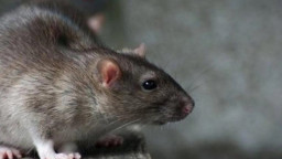 Сєвєродонецьк потерпає від нашестя гризунів