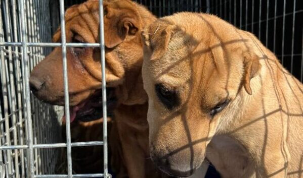 "UAnimals" продовжує евакуацію тварин на Донеччині: нові евакуаційні рейси
