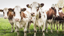 Окупаційна влада &laquo;ЛНР&raquo; виділяє 15 млн рублів на підтримку фермерів