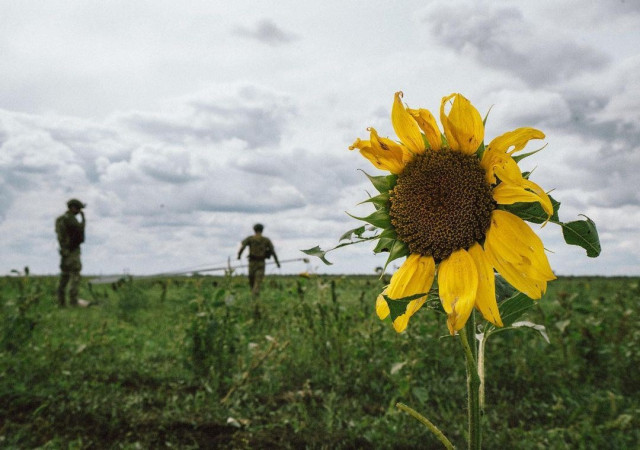 На Донеччині незважаючи на бойові дії розпочали збирати соняшник