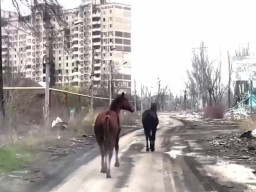 З Авдіївки вдало врятували двох коней, які раніше втекли з ферми