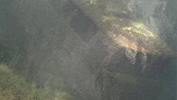 На Донеччині через обміління кар&rsquo;єру з води з&rsquo;явилися "дайверські" автобуси