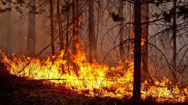 На Донеччині рятувальники майже шість годин гасили пожежу у хвойному лісі На Донеччині рятувальники майже шість годин гасили пожежу у хвойному лісі