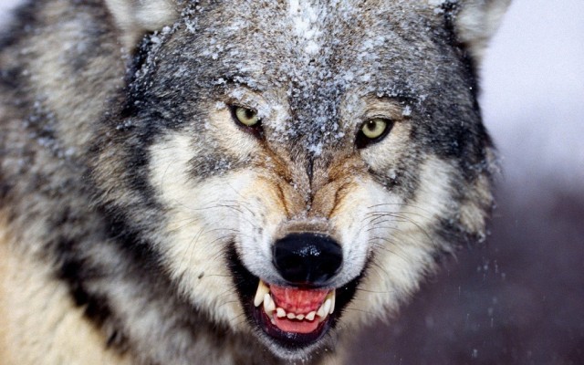 В н.п. Петровеньки волк утащил и съел 2-летнего ребенка