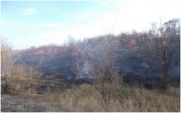 В районе н.п. Заречное на кладбище произошел масштабный пожар