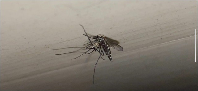 В Донецке замечены тропические комары, переносящие опасную лихорадку