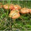 В н.п. Антрацит ребенок отравился грибами